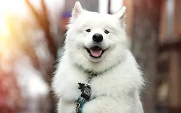 Head of the Class Dog Training LLC