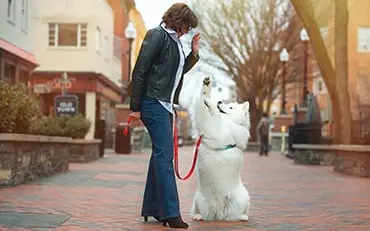 Head of the Class Dog Training LLC