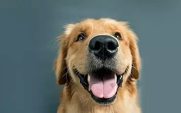 Head of the Class Dog Training LLC